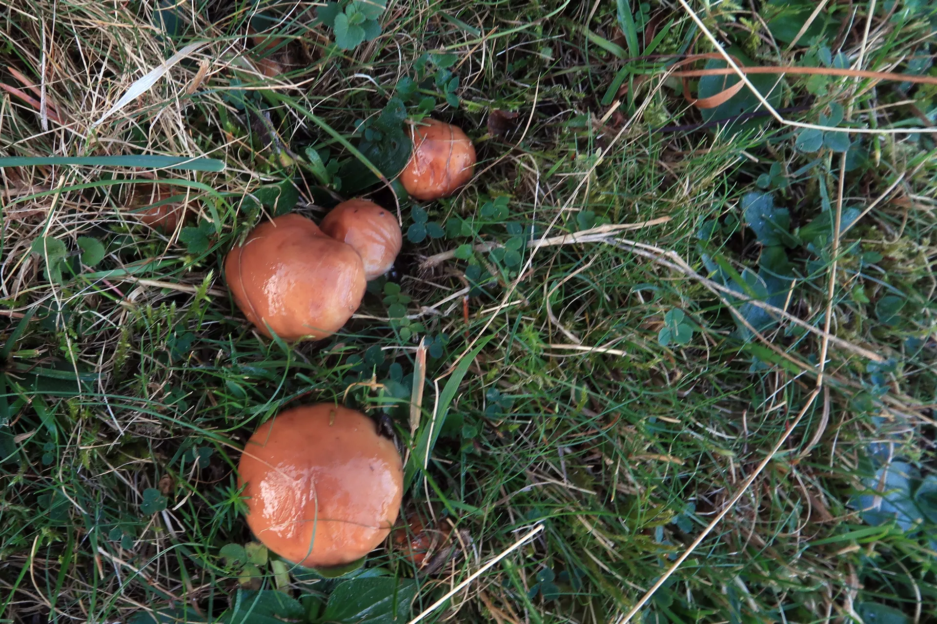 Suillus mediterraneensis - 1 - IMG_6226
